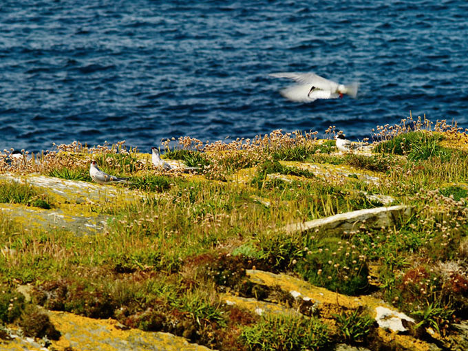 Birsay 4