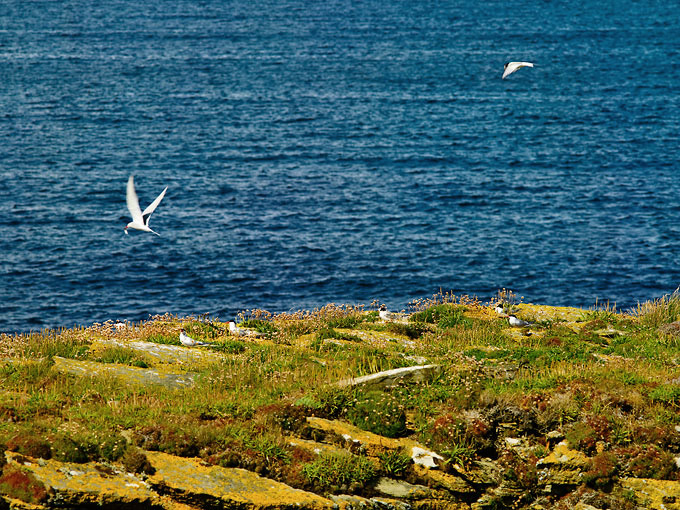 Birsay 5